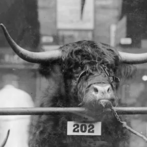 Prizewinning bull at the Smithfield Show