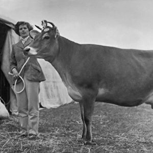 Prizewinning Heifer 1950