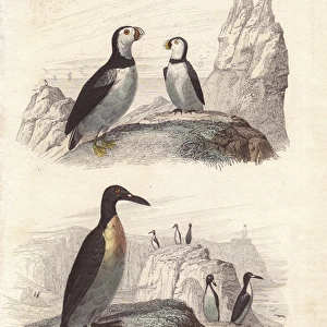 Puffin, extinct great auk, and emperor penguin