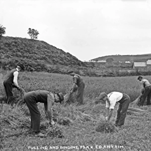 Pulling and Binding Flax, Co. Antrim