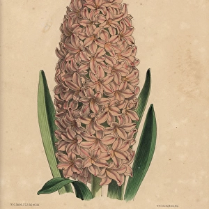Salmon-pink hyacinth hybrid, Hyacinthus Excelsior