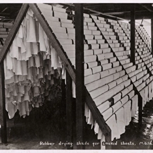 Sheets of Rubber drying on racks - Malaysia