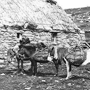 Shetland ponies in Shetland Victorian period