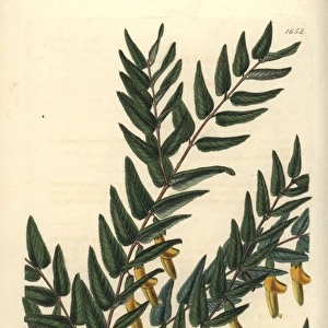 Smooth-branched scottia, Scottia laevis