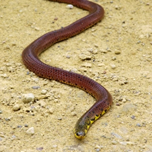 A snake (unidentified) on a road to Borneo Rainforest