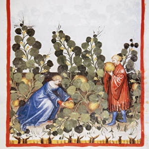 Tacuinum Sanitatis. Late 14th century. Farmers picking melon