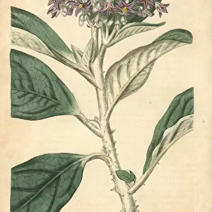 Tall nightshade, Solanum giganteum