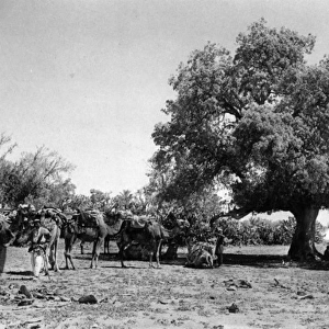 Terebinth tree, Holy Land