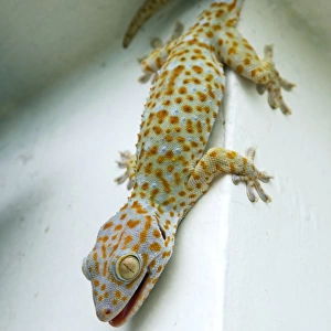 Tokay Gecko - adult on a corner of a building after