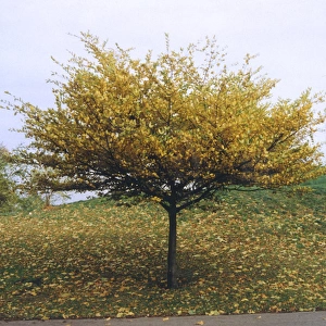 Tree in Greenwich Park