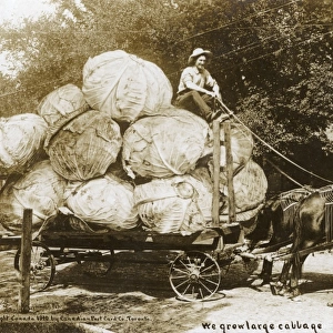 A wagon laden with remarkable giant cabbages