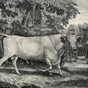 Wild Bull of Chillingham Castle
