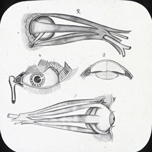 X-Ray - Sight - muscles of eye and Lachmymal apparatus