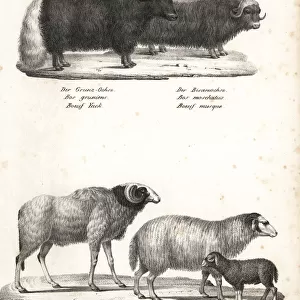 Yak, musk ox, wild barbary sheep (extinct) and red sheep