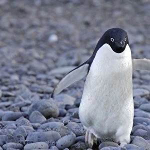 Adelie Penguin - walking. Brown Bluff - Antarctic Peninsula