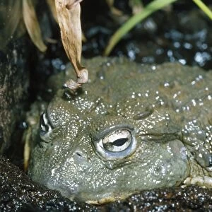 African Bull Frog - in mud