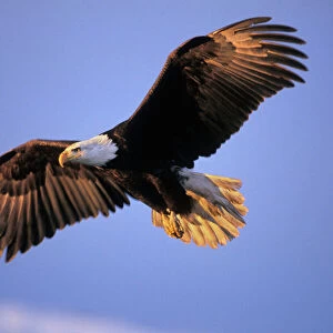 Bald Eagle - in flight. Early morning light. BE5371