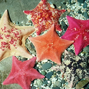Sea Stars Related Images