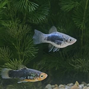Black platy – pair - side view by weeds- tropical freshwater – Central America 002629