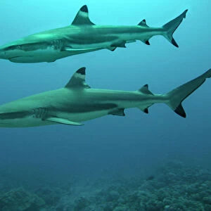 Blacktip Reef Shark