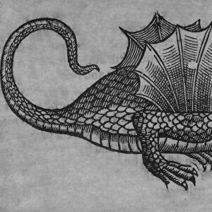 Black & White Illustration: Dragon- woodcut in Topsell 1658