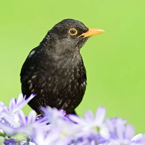 Blackbird - male - Norfolk UK