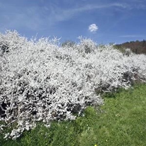 Blackthorn / Sloe - hedge in blossom - Lower Saxony - Germany