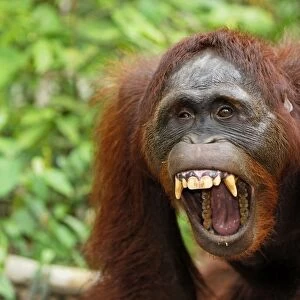 Borneo Orang utan - with mouth wide open - Camp Leaky - Tanjung Puting N. P. - Kalimantan/Borneo - Indonesia
