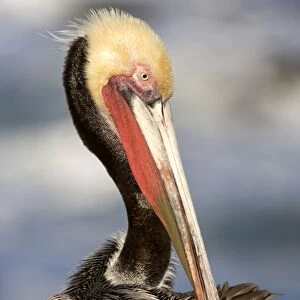 Brown Pelican - Adult in breeding plumage preening - La Jolla - California - USA - Eastern Pacific Ocean