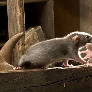 Brown Rat - carrying young