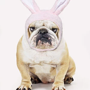 Bulldog, wearing Easter bunny hat