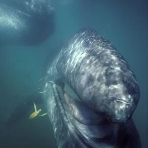 California Grey whale - underwater portrait of a calf; the mother is in the upper left hand corner. The calf approched the boat and the camera. For a few seconds he opened his mouth