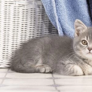 Cat - kitten amongst towels