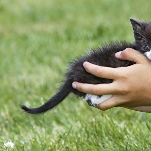 Cat - young black & white kitten being held