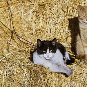 Cats - black & white and ginger cat sitting on straw bales