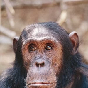 Chinpanzee - "Gimble" male 16 yrs. Gombe, Tanzania