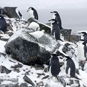 Chinstrap Penquins - On Half Moon Island just arrived on breeding grounds with a Snowy Sheathbill (Chionis alba) looking for food. Antarctic