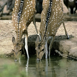 Chital / Spotted Deer - Rajasthan India