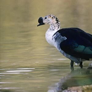Comb Duck / Knob-billed Goose - male - Nigeria Africa