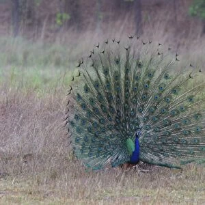 Common Peacock / Peafowl - male displaying tail plumage Bandhavgarh NP, India