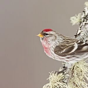 Common Redpoll - Maine - USA - in February