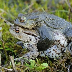 Common Toad - amplexus - Switzerland