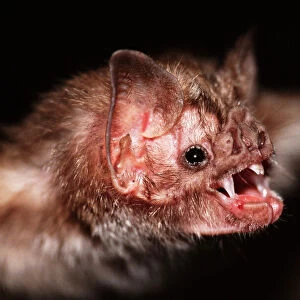 Common Vampire Bat NG 1403 Close shot of head - Sao Paulo state, Brazil Desmodus rotundus © Nick Gordon / ARDEA LONDON
