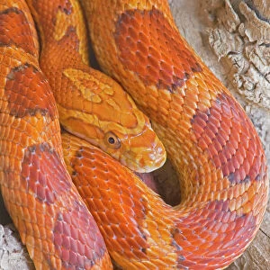 Corn Snake Related Images