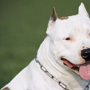 Dog - American Staffordshire Bull Terrier, Head shot showing tongue