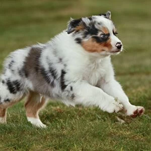 Dog - Australian Sheepdog / Shepherd Dog - puppy