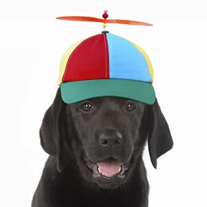 DOG. Black labarador puppy wearing propeller hat