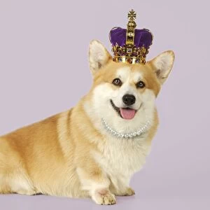 Dog - Welsh Corgi wearing crown and pearls Manipulated Image: Pearls added. Background colour added. Crown colours changed