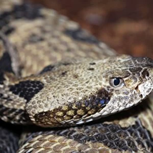Dusky Pigmy Rattlesnake - southeastern United States