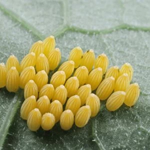 Eggs of Large White Butterfly - UK